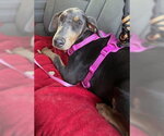 Small #4 Doberman Pinscher Mix