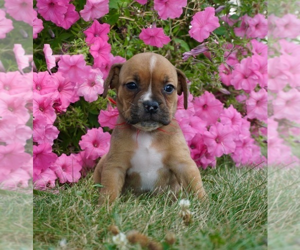 Medium Photo #2 Beagle-English Bulldog Mix Puppy For Sale in NAPPANEE, IN, USA