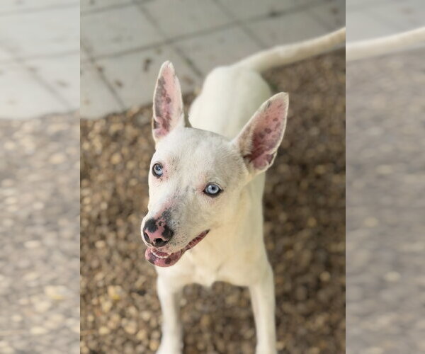 Medium Photo #5 Mutt Puppy For Sale in Yardley, PA, USA