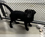 Small Labrador Retriever Mix