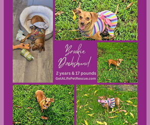 Brookie - Female Dachshund Dog for Adoption - Photo #2