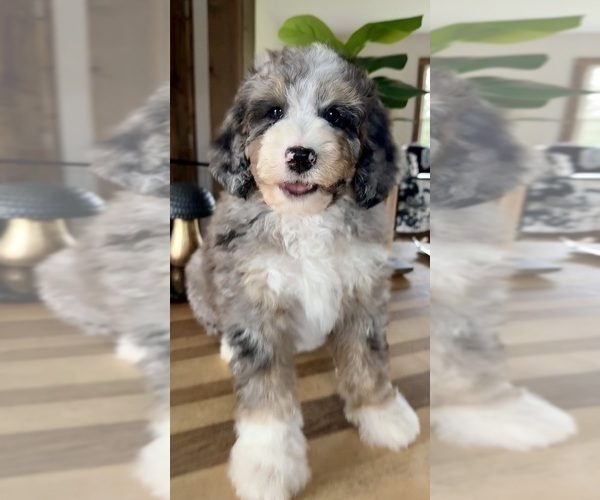 Medium Photo #11 Bernedoodle Puppy For Sale in CENTURIA, WI, USA