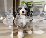 Small #10 Bernedoodle