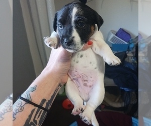 Jack Russell Terrier Puppy for sale in KANSAS CITY, MO, USA