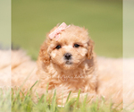 Small #4 Maltipoo (Miniature)