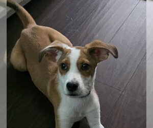 Puggle Dogs for adoption in pomfret, CT, USA