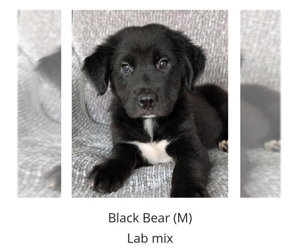 Medium Photo #1 Labrador Retriever-Unknown Mix Puppy For Sale in Oakhurst, NJ, USA