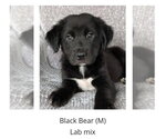 Small Labrador Retriever Mix