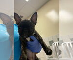 Small #1 French Bulldog