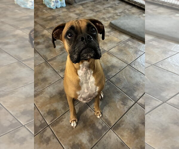 Medium Photo #17 Boxer Puppy For Sale in  Katy, TX, USA