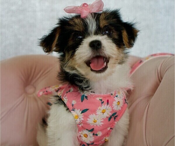 Medium Photo #5 Morkie Puppy For Sale in STUART, FL, USA