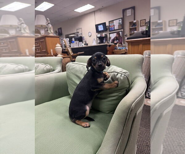 Medium Photo #4 Daug Puppy For Sale in Mundelein, IL, USA