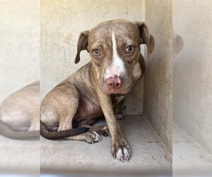 American Staffordshire Terrier-Unknown Mix Dogs for adoption in Oklahoma City, OK, USA