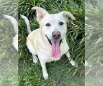 Small #1 Labrador Retriever Mix