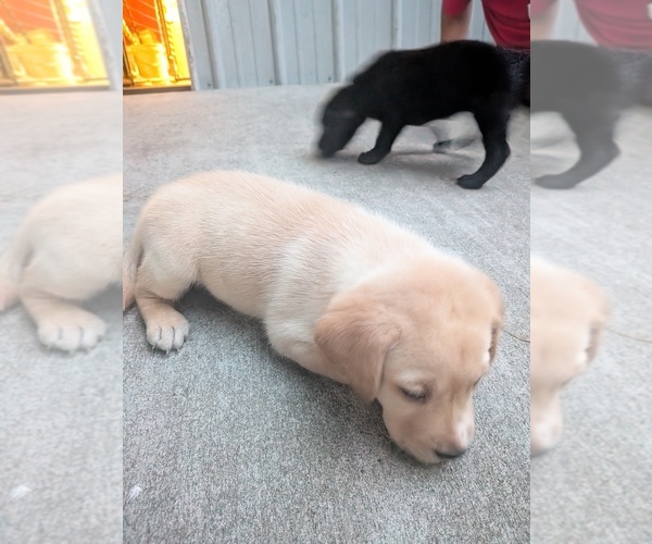 Medium Photo #10 Labrador Retriever Puppy For Sale in PIERSON STATION, IL, USA