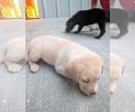 Tan collar - Female Labrador Retriever Puppy for Sale - Photo #10