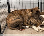 Small #3 American Staffordshire Terrier-Great Dane Mix