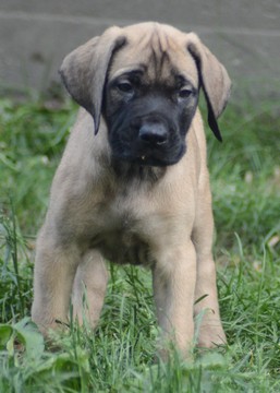 Medium Photo #1 Mastiff Puppy For Sale in CADILLAC, MI, USA