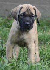 Mastiff Puppy for sale in CADILLAC, MI, USA