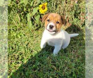 Jack Russell Terrier Puppy for sale in REDFIELD, KS, USA