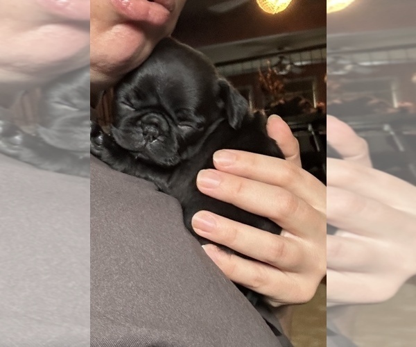 Medium Photo #6 Pug Puppy For Sale in BLOOMINGTON, IL, USA