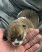 Small Photo #9 Shiba Inu Puppy For Sale in PARKER, CO, USA