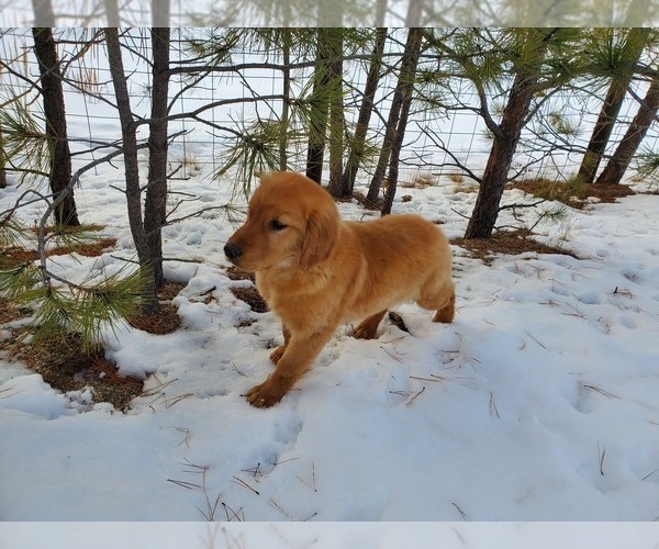 Medium Photo #6 Golden Retriever Puppy For Sale in BLACK FOREST, CO, USA