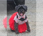 Small Photo #1 Mutt Puppy For Sale in Rockaway, NJ, USA