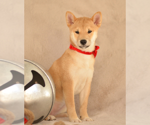 Shiba Inu Puppy for sale in Neosho, MO, USA