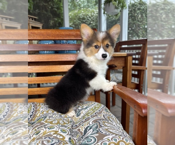 Medium Photo #1 Pembroke Welsh Corgi Puppy For Sale in NOBLESVILLE, IN, USA