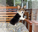 Bambi - Female Pembroke Welsh Corgi Puppy for Sale - Small photo