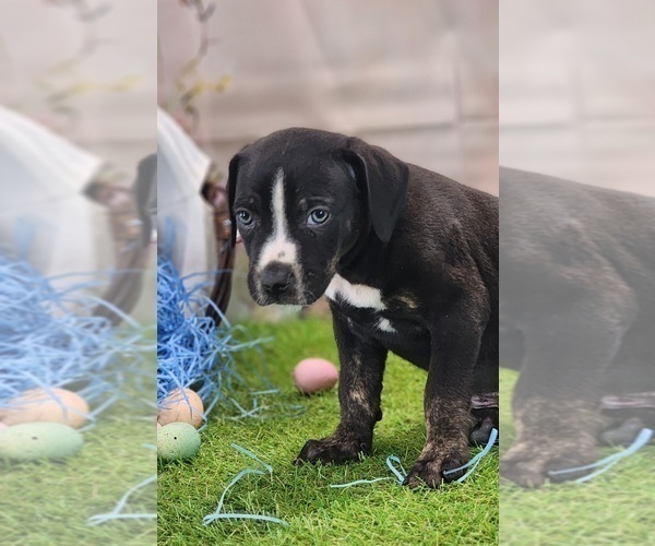 Medium Photo #11 Catahoula Leopard Dog Puppy For Sale in CUMBY, TX, USA