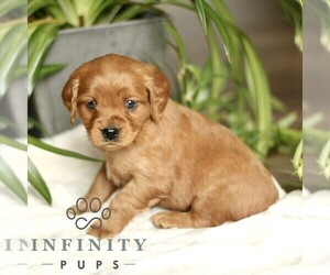 Golden Retriever Puppy for sale in STRASBURG, PA, USA