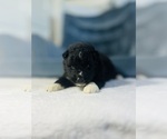 Small #1 Siberian Husky