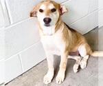 Small #1 Chinese Shar-Pei Mix