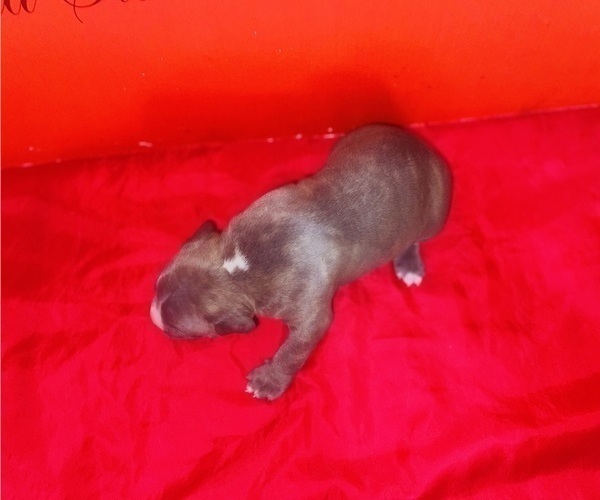 Medium Photo #17 American Pit Bull Terrier Puppy For Sale in TRENTON, NJ, USA