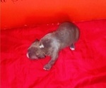 Small Photo #17 American Pit Bull Terrier Puppy For Sale in TRENTON, NJ, USA