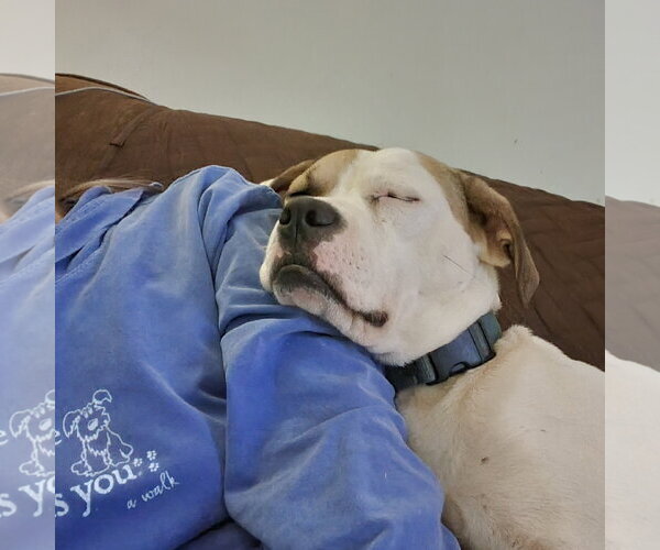 Medium Photo #12 American Staffordshire Terrier-Boxer Mix Puppy For Sale in Arlington, VA, USA