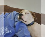 Small #11 American Staffordshire Terrier-Boxer Mix
