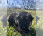 Small Photo #1 German Shepherd Dog Puppy For Sale in STOCKTON, IL, USA