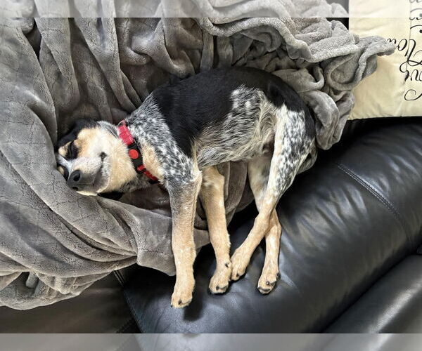 Medium Photo #7 Beagle-Unknown Mix Puppy For Sale in Westwood, NJ, USA