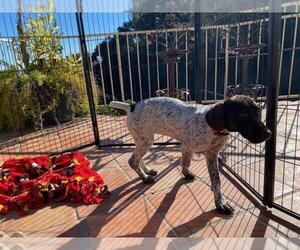German Shorthaired Pointer Puppy for sale in HACIENDA HEIGHTS, CA, USA