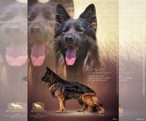 Father of the German Shepherd Dog puppies born on 12/18/2021