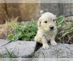 Small Photo #7 Golden Retriever Puppy For Sale in FORDLAND, MO, USA