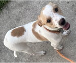 Small #8 Toy Rat Doxie