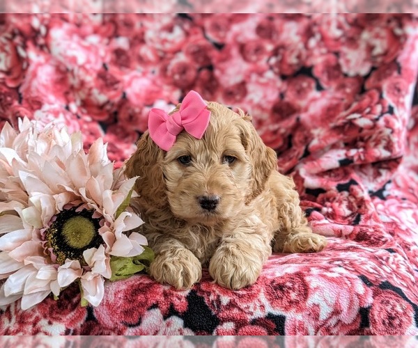 Medium Photo #5 Cockapoo Puppy For Sale in NOTTINGHAM, PA, USA