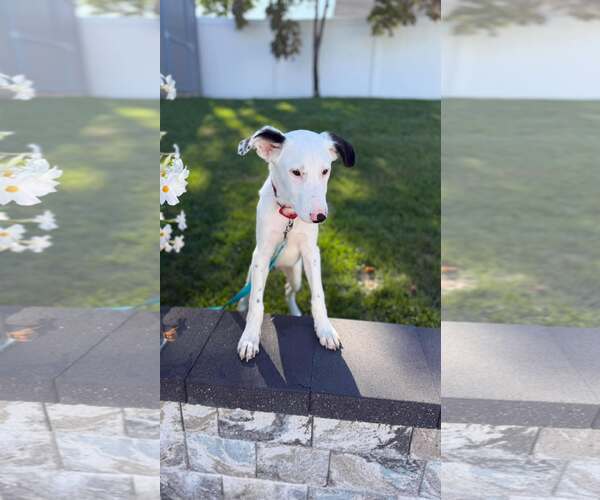 Medium Photo #3 Mutt Puppy For Sale in Woodbury, NY, USA