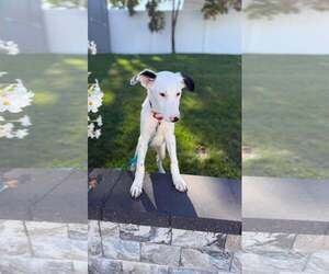 SHARKBOY - Male Mutt Dog for Adoption - Photo #3