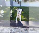 Small Photo #3 Mutt Puppy For Sale in Woodbury, NY, USA