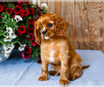 Small #10 Cavalier King Charles Spaniel